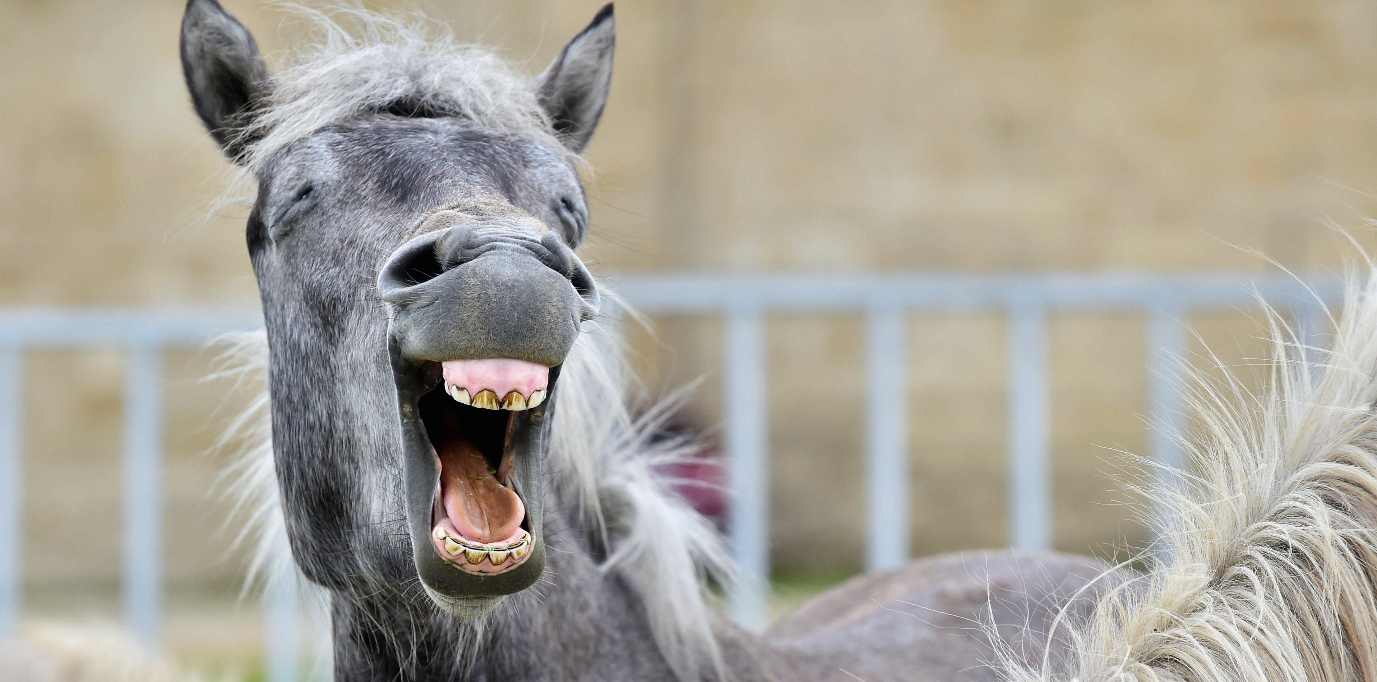 Yawning from the horse alarm signal for gastric ulcer?